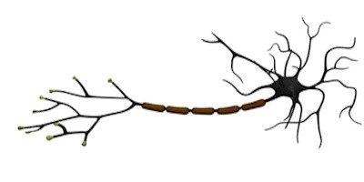 Myelin Support to Reclaim Your Brain