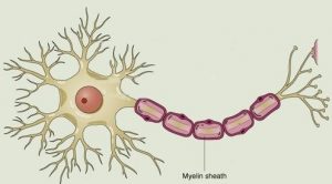 myelin - Dr. Dave Jensen